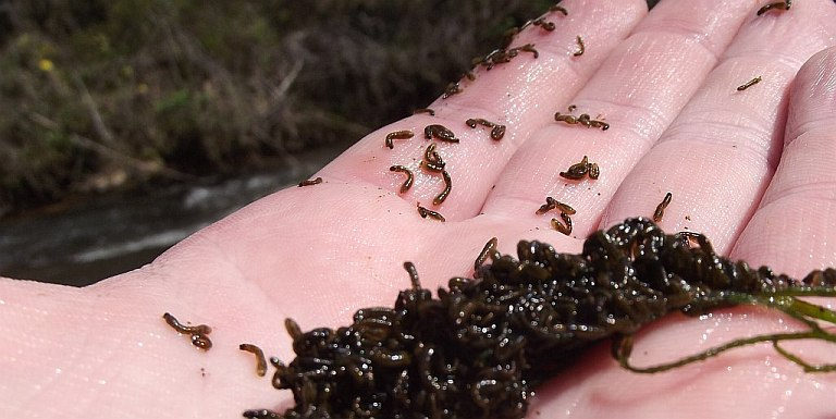 Mass of larval black flies, showing the numbers that can develop on a few blades of vegetation in a stream. Some rivers can produce about 1 billion flies per kilometer per day.