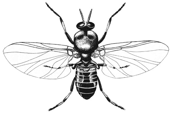 Female blackfly drawing